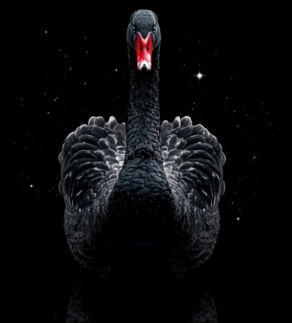 Cygne Noir · Cosmiclix